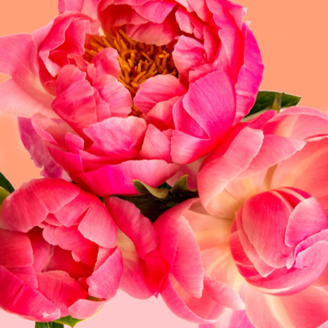 Pink Picasso Paint by Number Kit