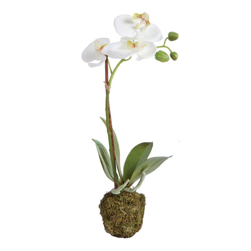 CC 15" Phalaenopsis Drop-In